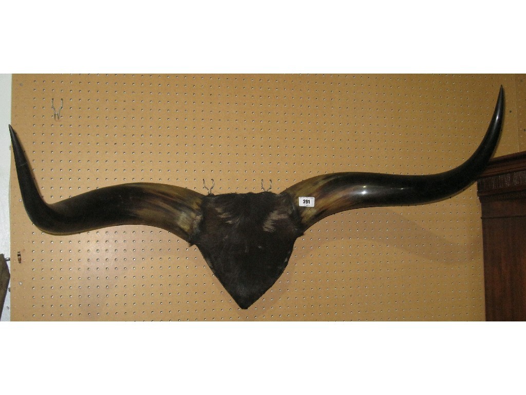 Appraisal: Pair of wall mounted buffalo horns