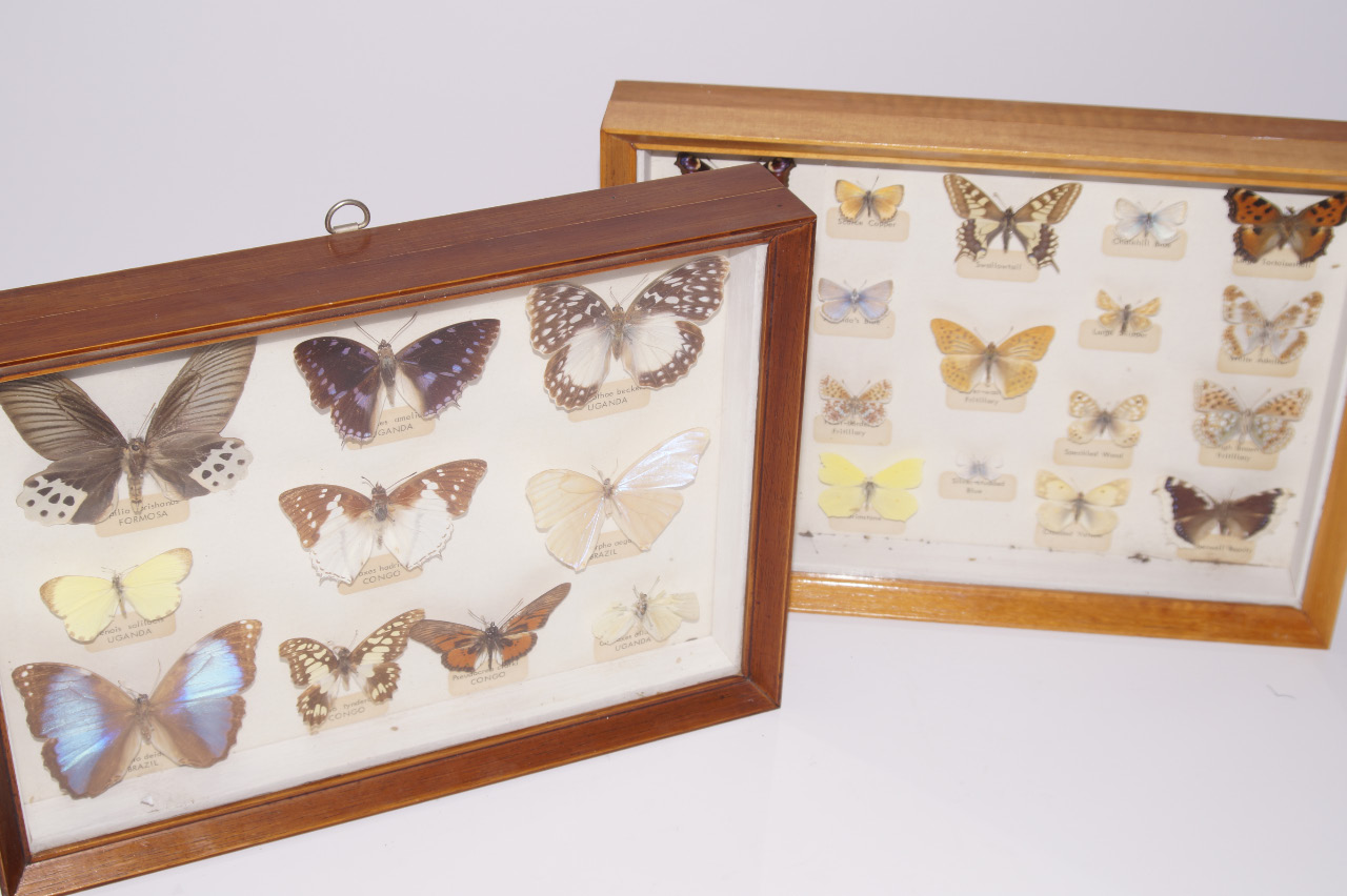 Appraisal: A collection of mainly Continental butterflies to include examples from