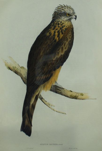 Appraisal: Square-tailed Kite Milvus Isurus Lithograph by Elizabeth Gould