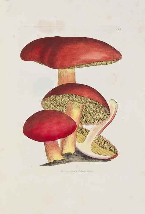 Appraisal: Sowerby James Coloured Figures of English Fungi or Mushrooms vol