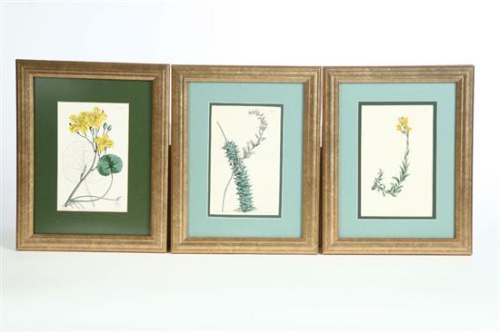 Appraisal: THREE FRAMED BOTANICAL PRINTS All are handcolored and in matching