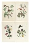 Appraisal: MERIAN MARIA SYBILLA Ten hand-colored engraved plates extracted from Metamorphosis