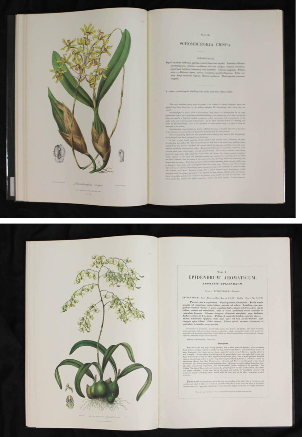 Appraisal: TWO LARGE ORCHID BOOKS REPRINTS Sertum Orchidaceum A Wreath of