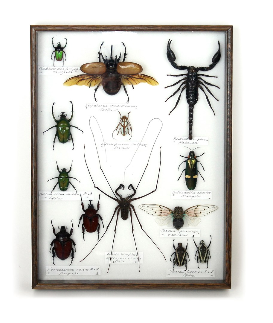 Appraisal: Taxidermy thirteen mounted insects including whip scorpian Dicronorrhina Micans from