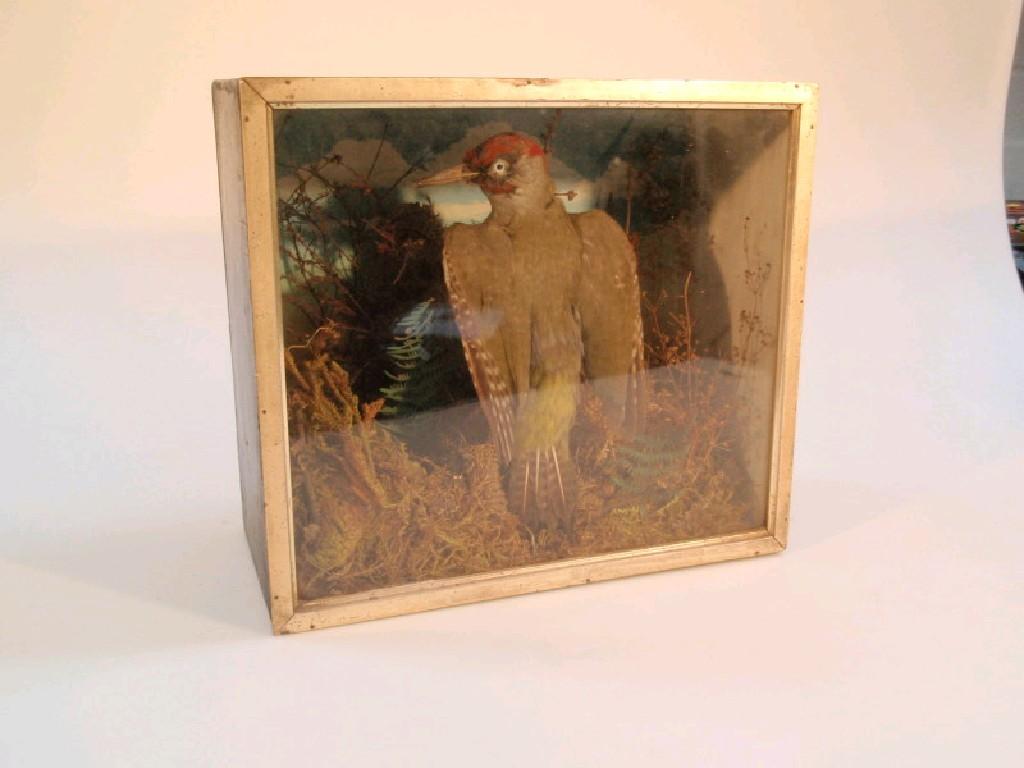 Appraisal: A Victorian cased taxidermy speciman of a woodpecker