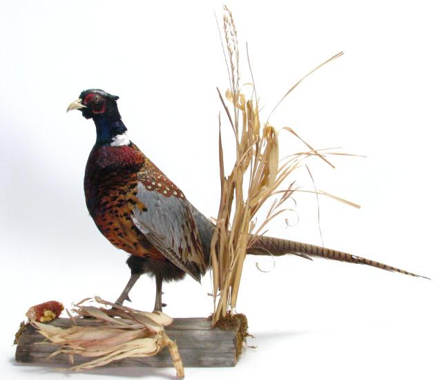 Appraisal: Taxidermy Mount Ring-Necked Pheasant approximately '' high including base