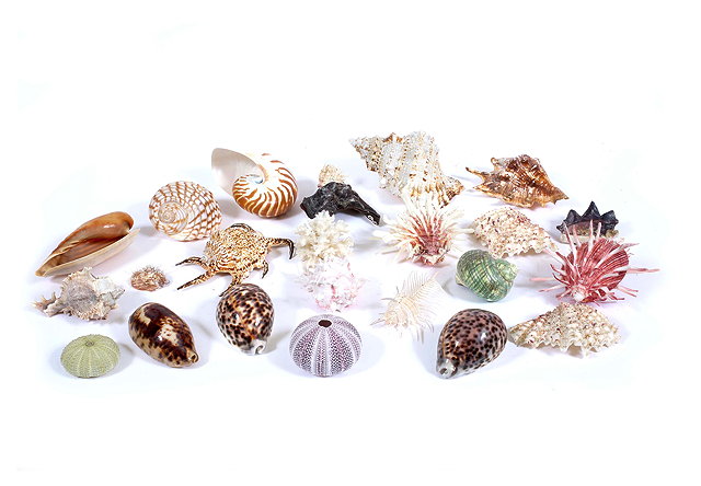 Appraisal: A COLLECTION OF SEA SHELLS to include cowries and sea