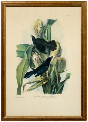 Appraisal: Audubon chromolithograph Purple Grackle or Common Crow Blackbird printed by