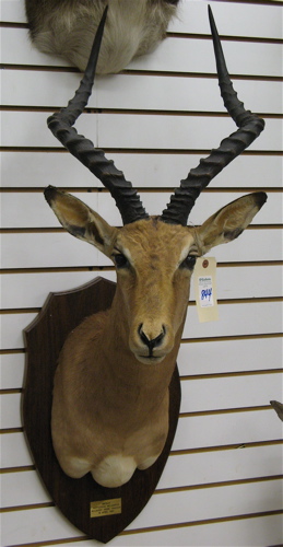 Appraisal: AFRICAN IMPALA aepyceros melampus trophy head mount South Africa a