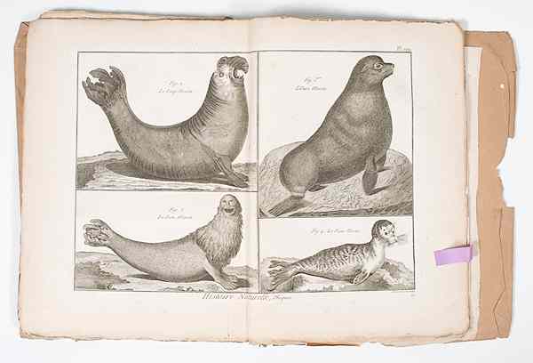 Appraisal: Mammals Plates of Mammals from Diderot and d'Alembert's Encyclopedie plates