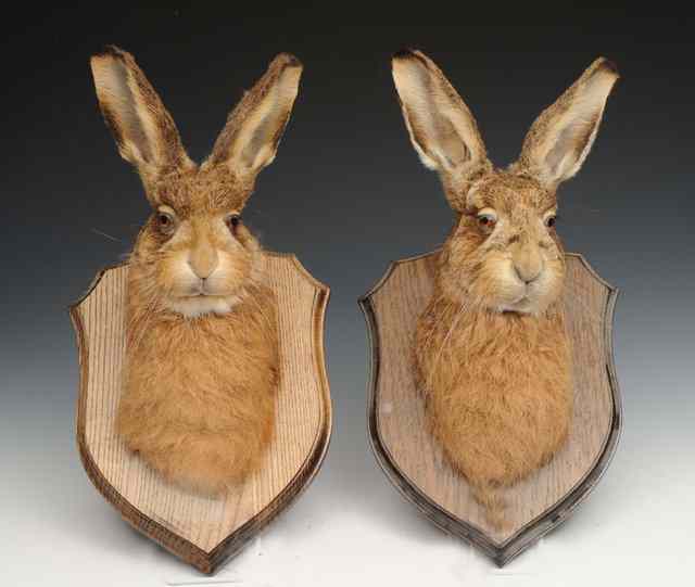 Appraisal: A TH CENTURY TAXIDERMIC HARE MASK mounted on an oak