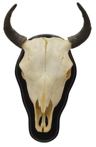 Appraisal: Cow skull and horn rack on wood mount approx w