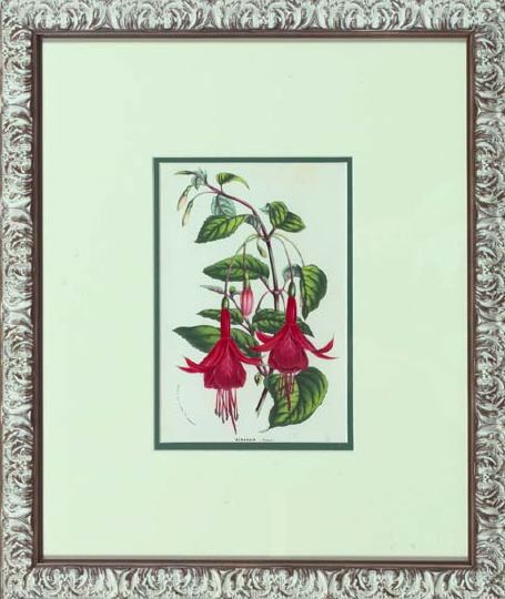 Appraisal: Belgian School th Century Geraniums and Fuschia Plants suite of