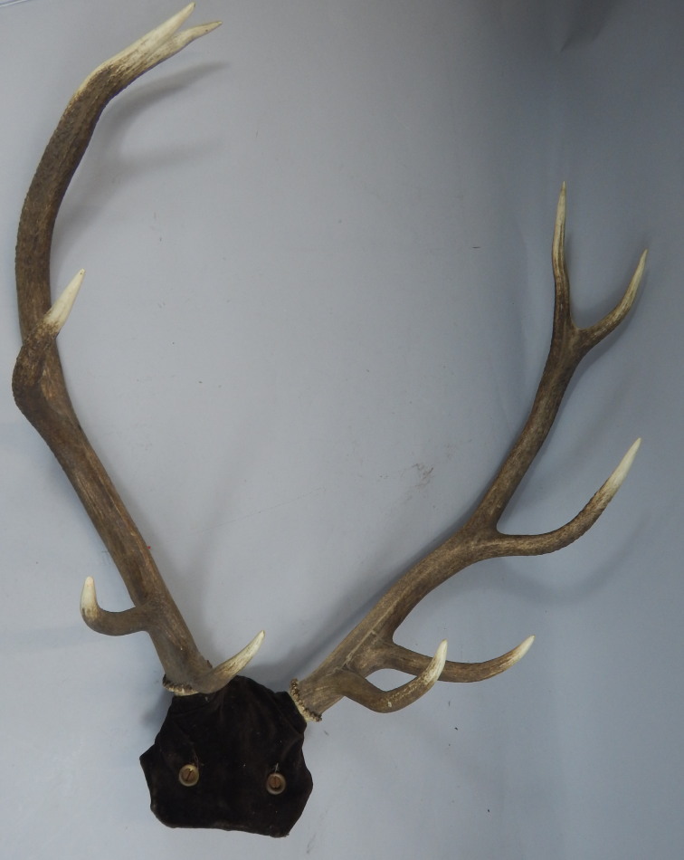 Appraisal: A set of wall mounted antlers