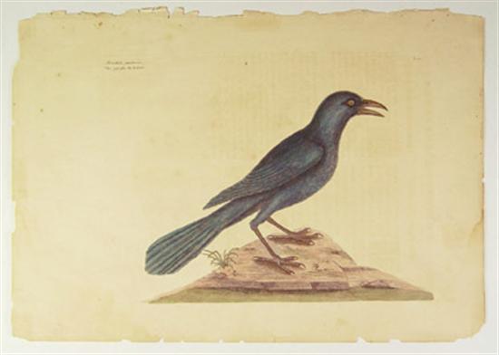 Appraisal: Catesby Mark The Purple Jackdaw T From The Natural History