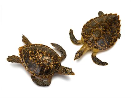 Appraisal: Two sea turtles models Both natural models staged in the