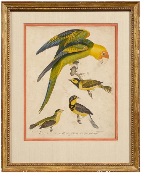 Appraisal: Print after Alexander Wilson - Plate quot Carolina Parrot Canada