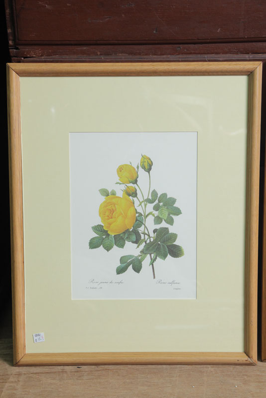 Appraisal: P J REDOUTE - PRINT Handcolored Stipple engraving ''Rose Jaune