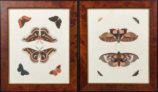 Appraisal: After Albertus Seba - Pair of Colored Moth Prints c