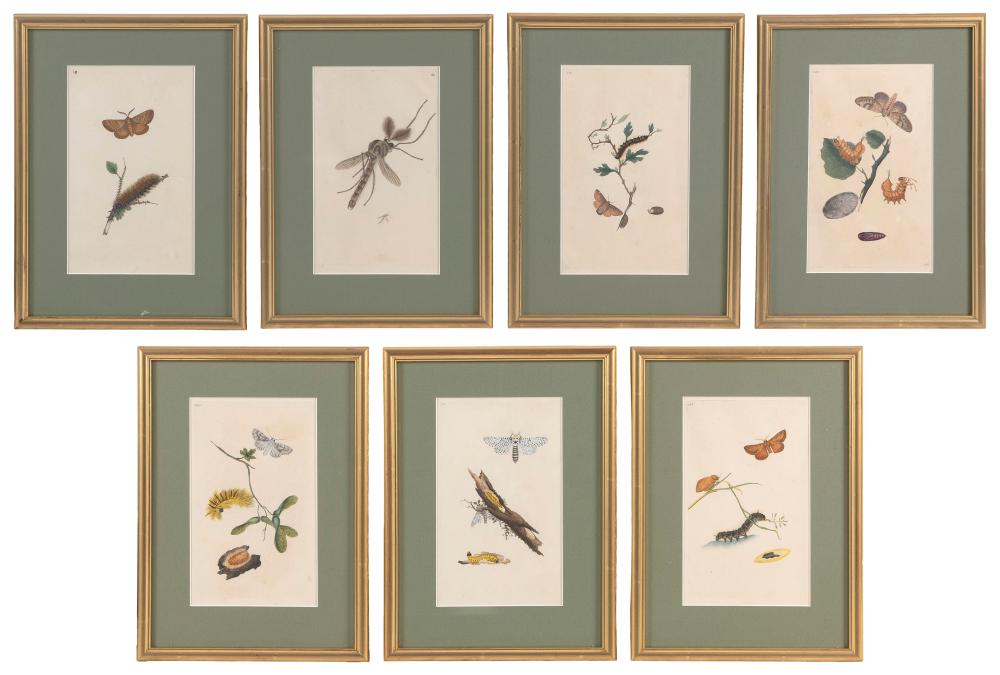 Appraisal: SEVEN HAND-COLORED PRINTS MOSTLY BUTTERFLIES EARLY TH CENTURY EACH X