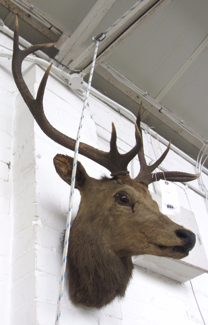 Appraisal: Taxidermy a nine point stag's head on a wooden back