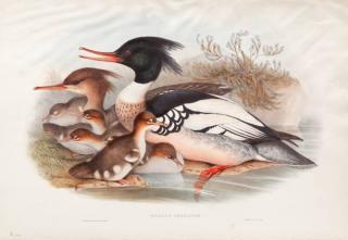 Appraisal: after John Gould British Merganser Familyhand-colored lithograph sheet size by