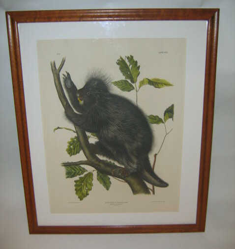 Appraisal: AFTER JOHN JAMES AUDUBON AMERICAN - HYSTRIX DORSATA LINN CANADA