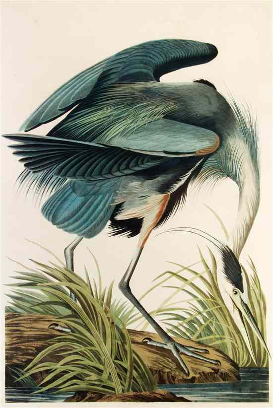 Appraisal: AUDUBON JOHN JAMES after The Great Blue Heron Plate CCXI