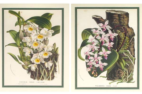 Appraisal: Property of various owners Botanical Studies of Orchids Color lithographs