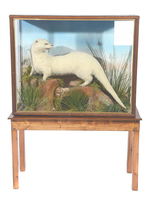 Appraisal: AN ANTIQUE PRESERVED ALBINO WELSH RIVER OTTER reputedly by Jefferies