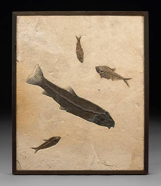 Appraisal: Eocene Fish Mural Notogoneous osculus Diplomystus dentatus Knightia eocaena Eocene