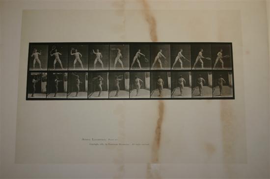 Appraisal: Eadweard Muybridge American British - Animal Locomotion Collotype Tennis Unframed