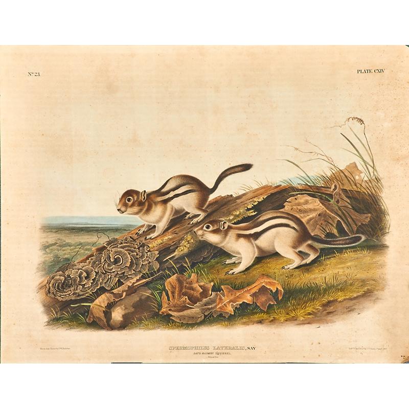 Appraisal: AFTER JOHN WOODHOUSE AUDUBON American - Two lithographs in colors