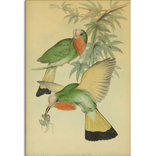 Appraisal: After John Gould H C Richter Nyctiornis Amictus Bird Hand