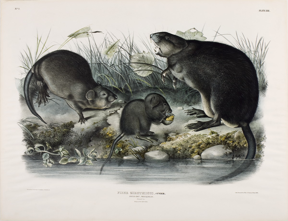 Appraisal: MUSK-RAT MUSQUASH OLD AND YOUNG NO PLATE XIII Drawn from