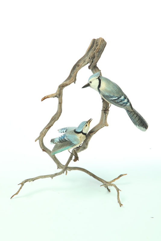 Appraisal: CARVING OF BLUE JAYS American mid th century softwood Realistic