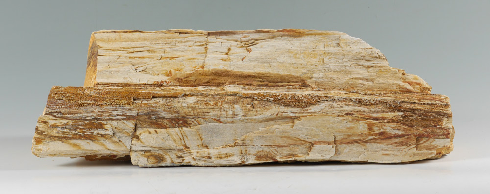 Appraisal: PETRIFIED WOOD LOG Overall '' x '' x ''