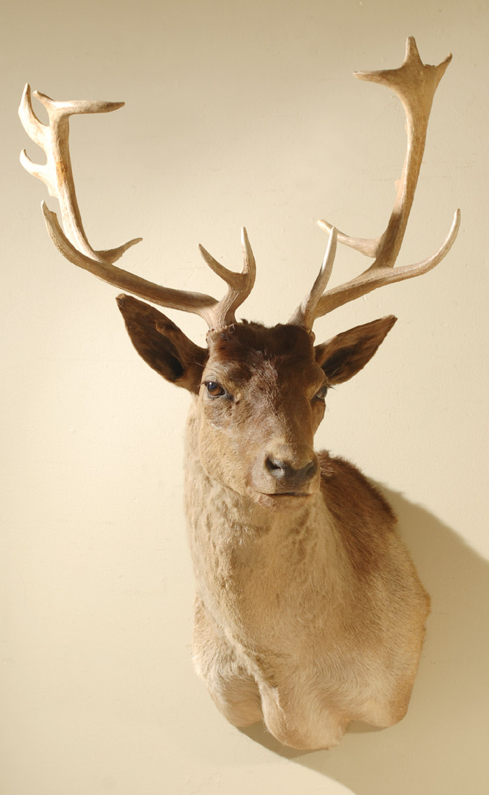 Appraisal: NEW ZEALAND FALLOW DEER TROPHY MOUNT a taxidermy head mount