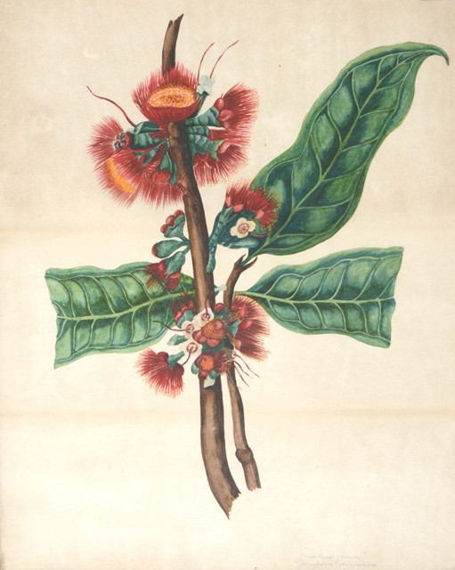 Appraisal: TH CENTURY SCHOOL'Jambow Flower' 'Carchong' and 'Fructus Jarabosae Domesticae' a