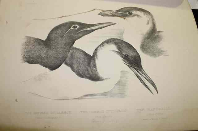 Appraisal: BOOKS Birds drawn from Nature by Hugh Blackburn single vol