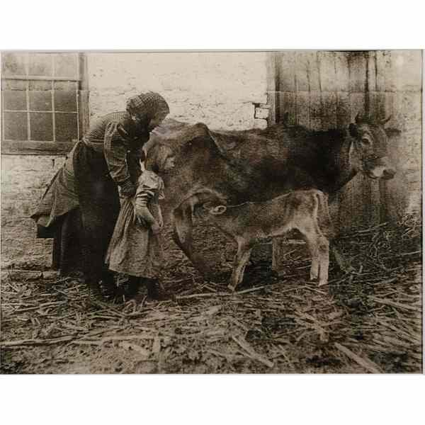 Appraisal: Nancy Ford Cones - The New Calf Silver gelatin print