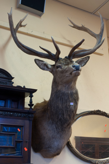 Appraisal: LARGE RED DEER HEAD