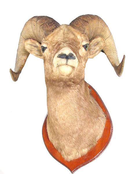 Appraisal: A taxidermy specimen of a Big Horn Sheep head height