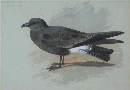 Appraisal: ARCHIBALD THORBURN SCOTTISH - MADEIRAN FORK-TAILED PETREL Inscribed watercolour cm