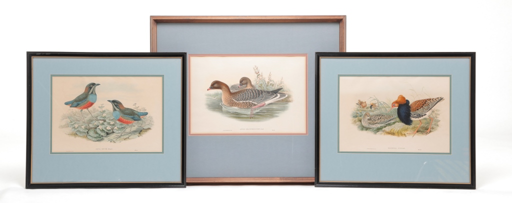 Appraisal: THREE JOHN GOULD BIRD PRINTS England nd half th century