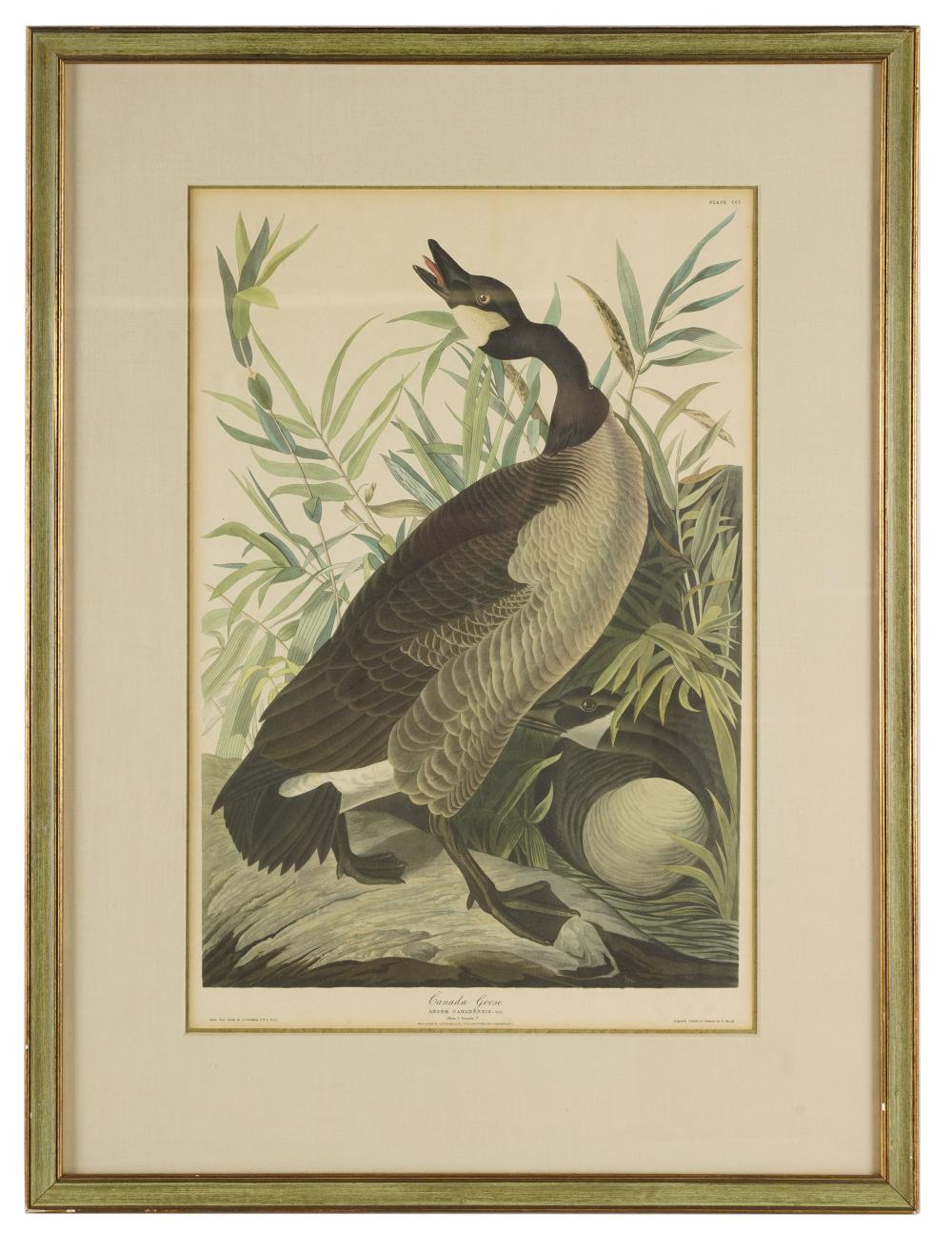 Appraisal: AFTER JOHN JAMES AUDUBON - CANADA GOOSE aquatint engraving printed