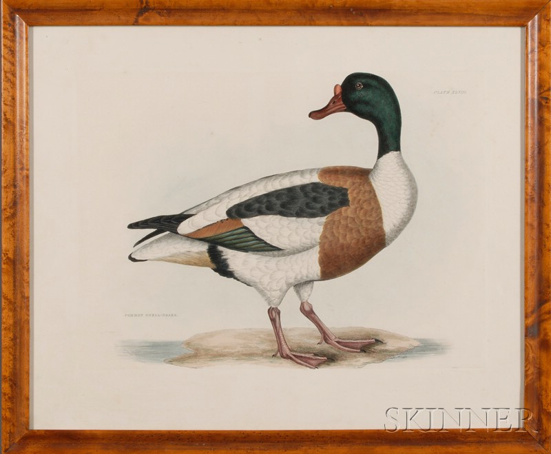 Appraisal: Ornithological Selby Prideaux John Common Shell-drake plate XLVIII from Illustrations