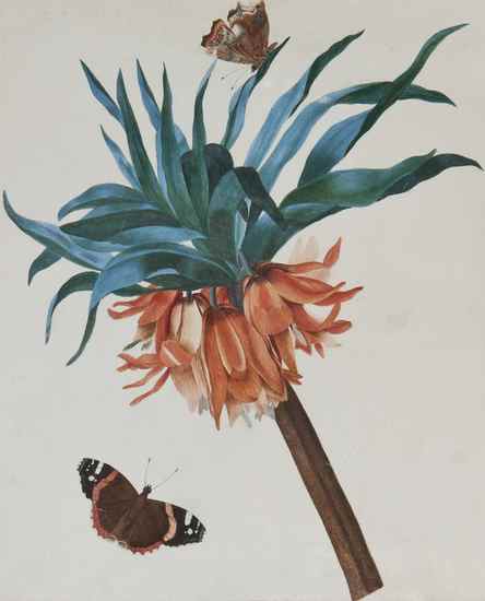 Appraisal: North Marianne Crown Imperial watercolour over pencil signed and titled