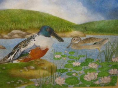 Appraisal: A F E PARKER Shoveler Duck in a Pond signed