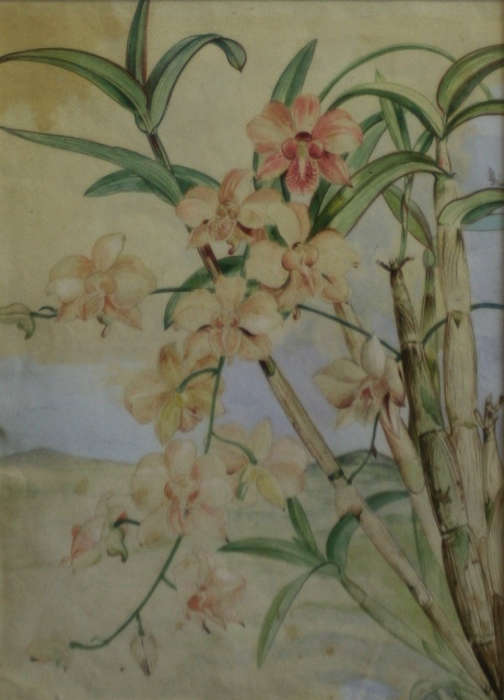 Appraisal: Neville William Cayley Junior - Pink Orchid watercolour on paper